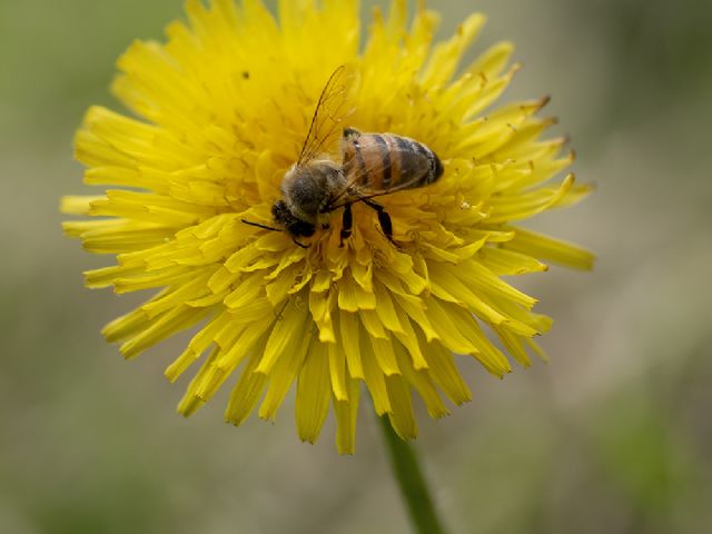 Apidae:  Apis mellifera